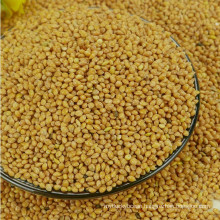 High quality yellow millet for sale with reasonable price